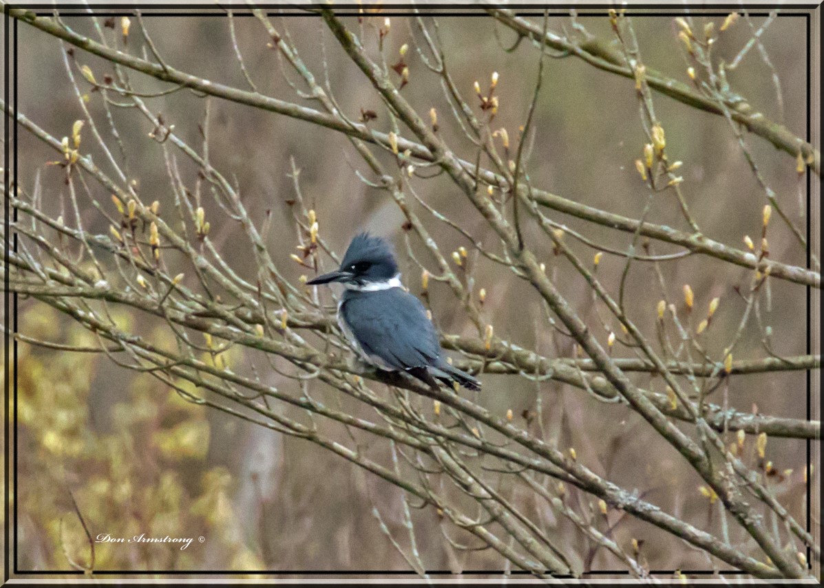 IN PLAIN SIGHT: Belted kingfisher is spotted | News, Sports, Jobs - Vimarsana News